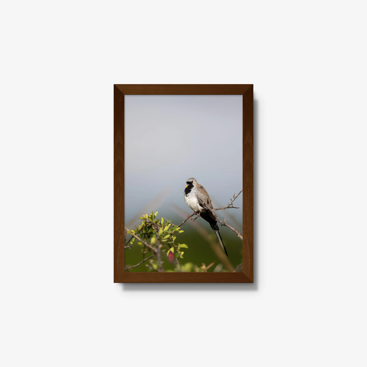 Namaqua — small / brown / full