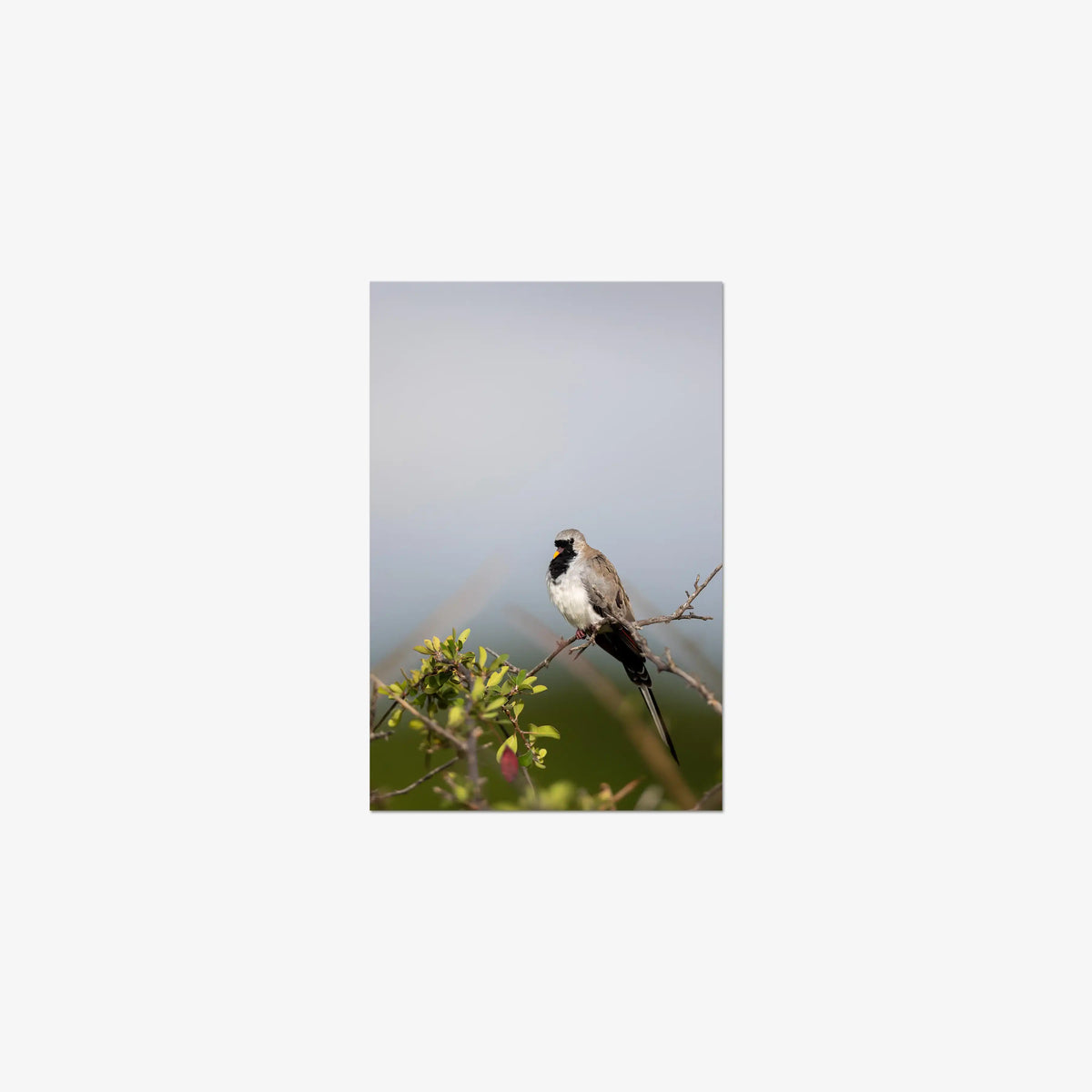 Namaqua — small / print / n/a
