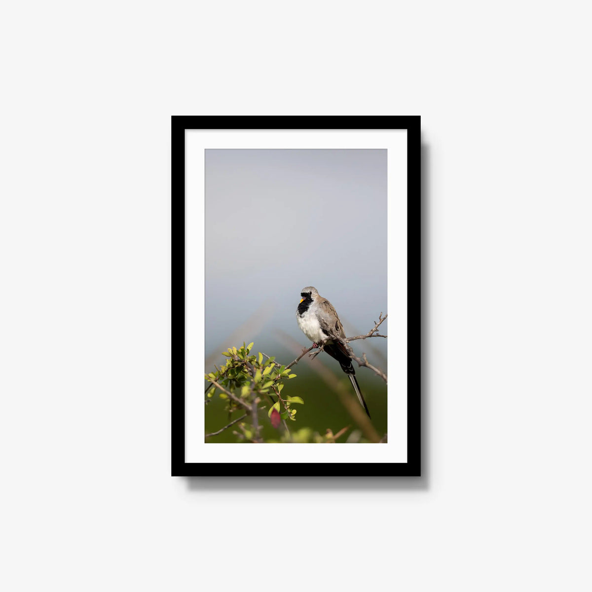 Namaqua — medium / black / mat