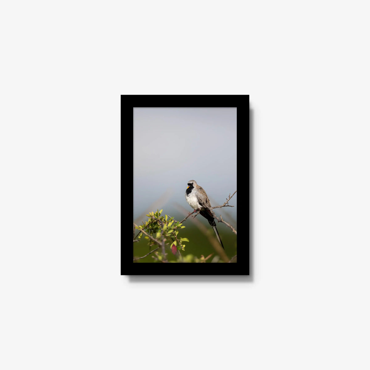 Namaqua — mini / black / full