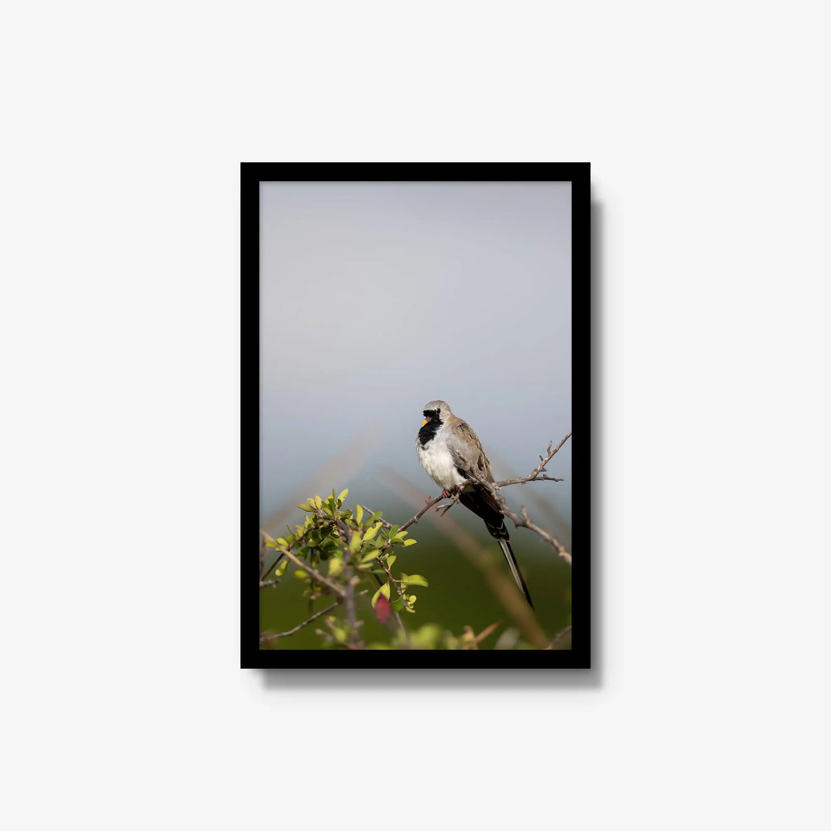 Namaqua — medium / black / full