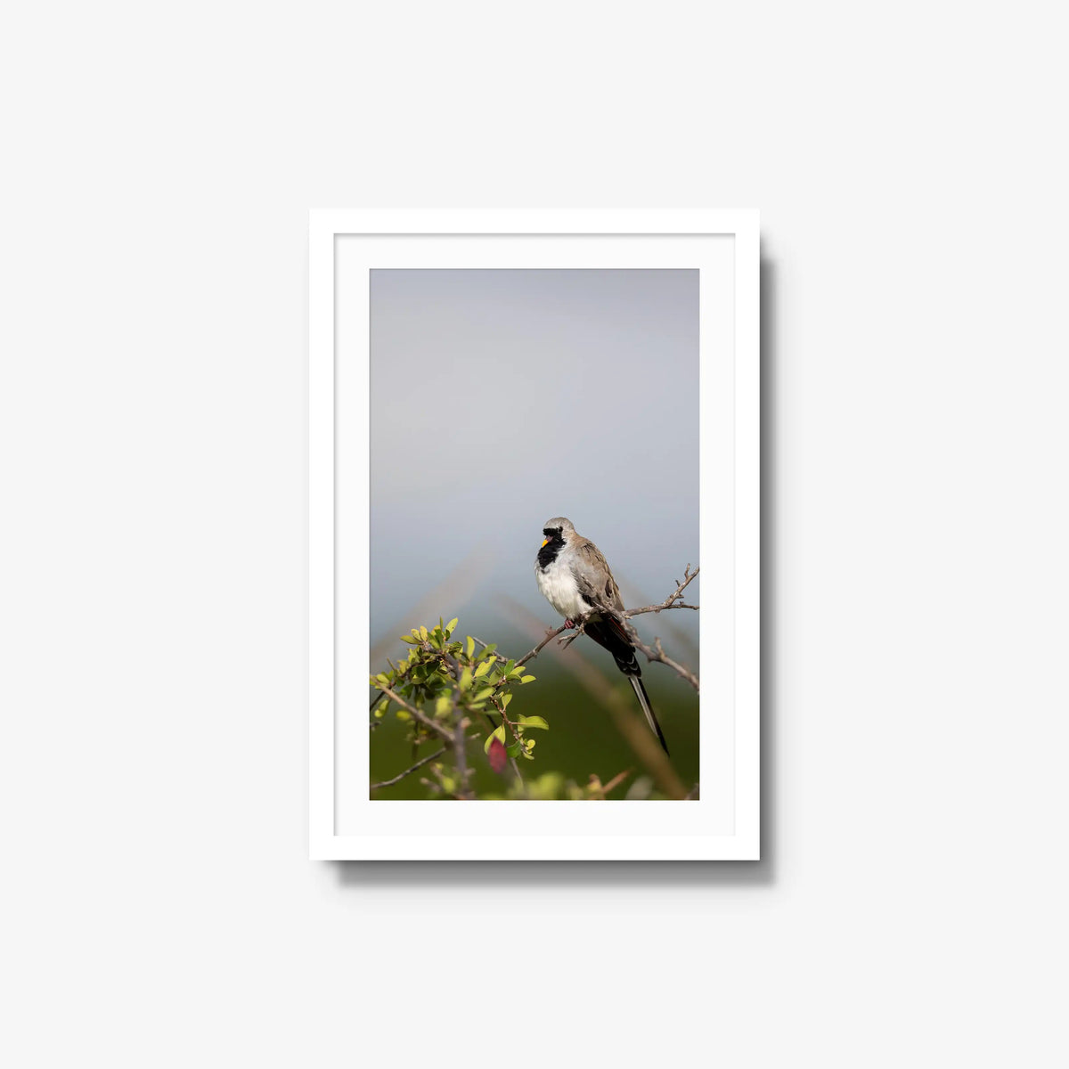 Namaqua — medium / white / mat