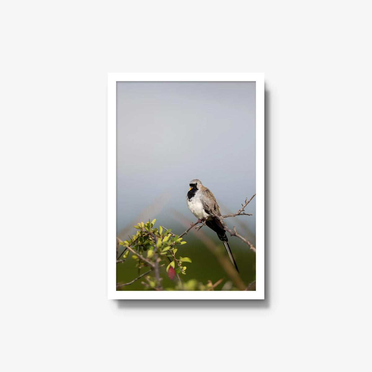 Namaqua — medium / white / full