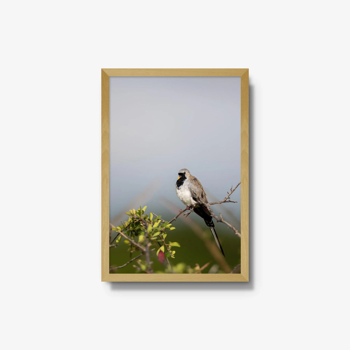 Namaqua — medium / natural / full