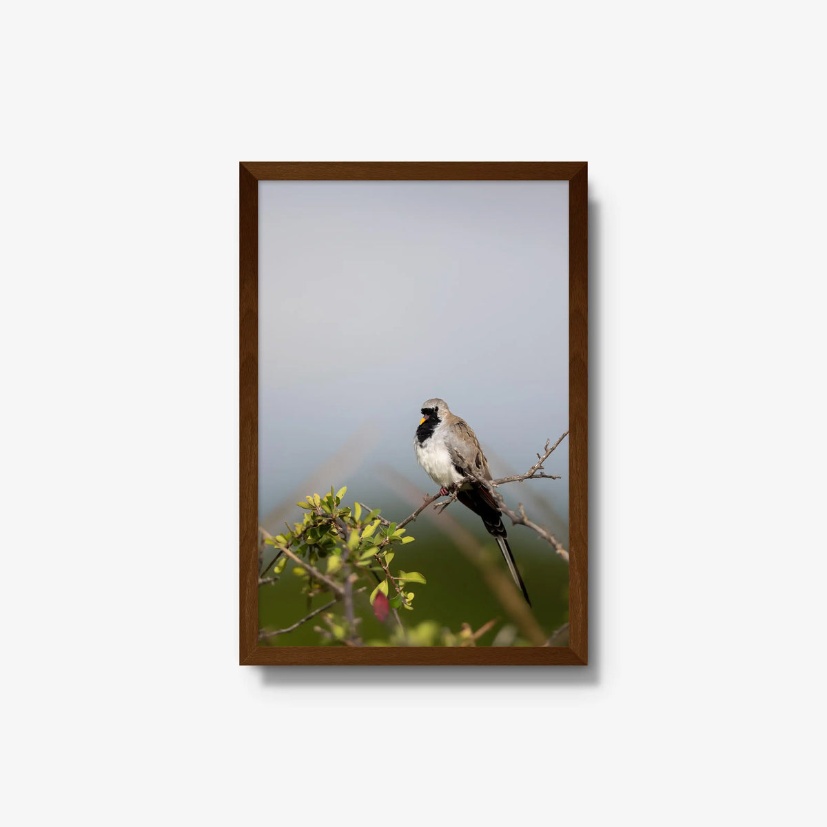 Namaqua — medium / brown / full