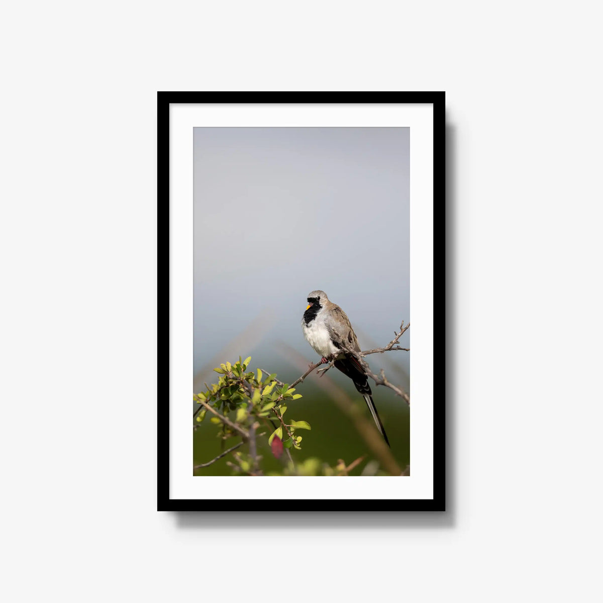 Namaqua — large / black / mat