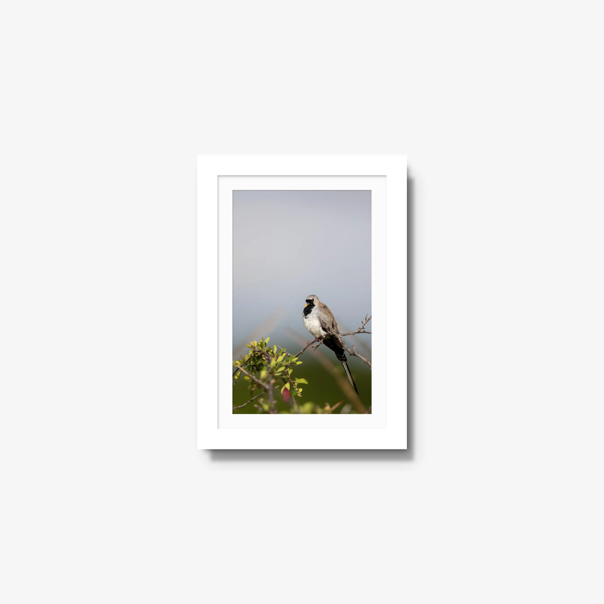 Namaqua — mini / white / mat