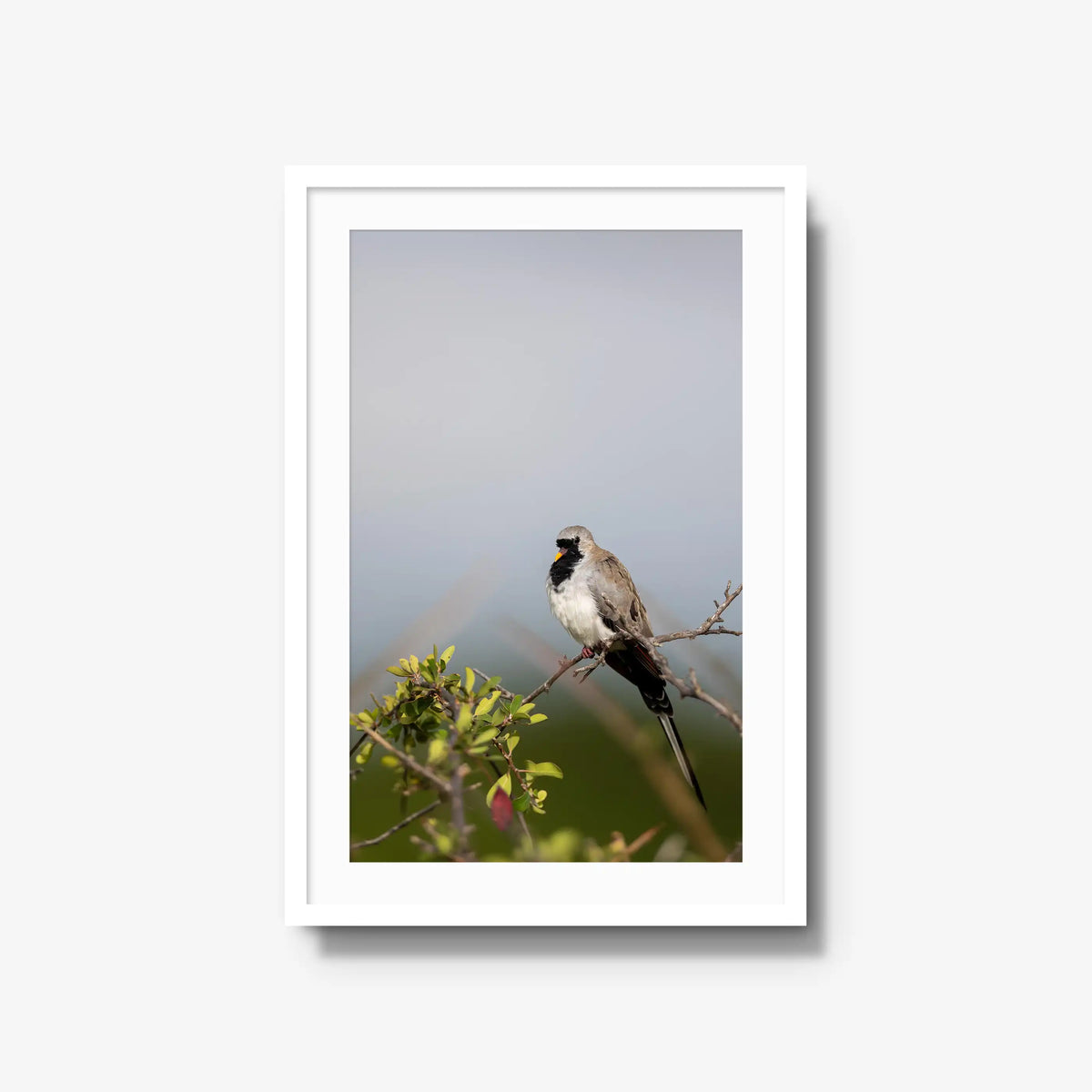 Namaqua — large / white / mat