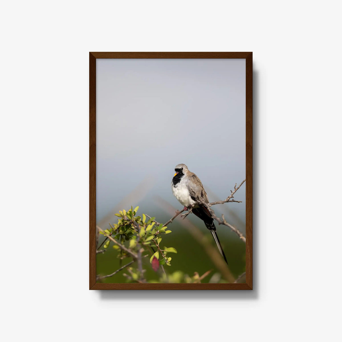Namaqua — large / brown / full