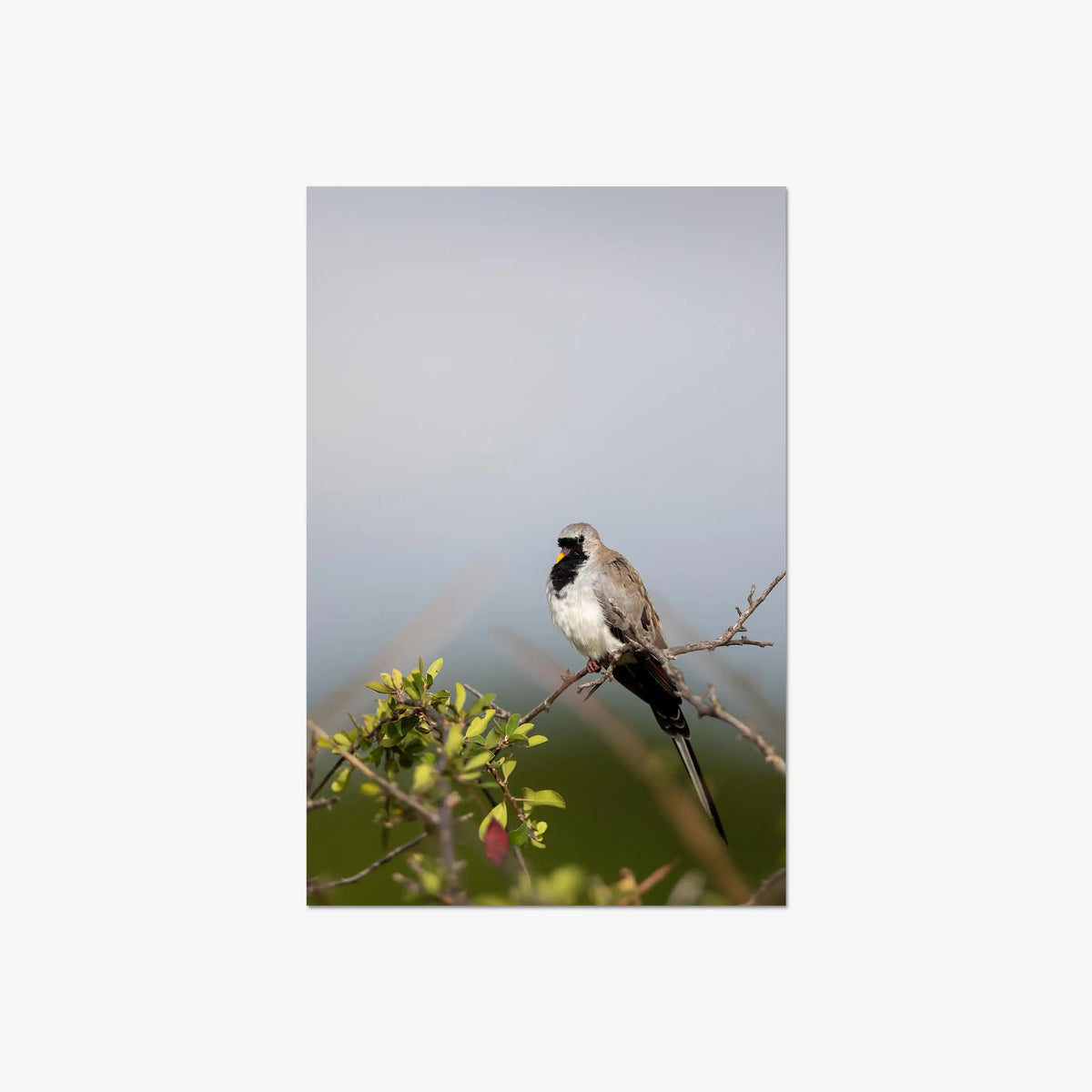 Namaqua — large / print / n/a