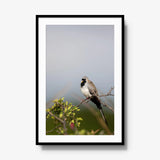 Namaqua — gallery / black / mat
