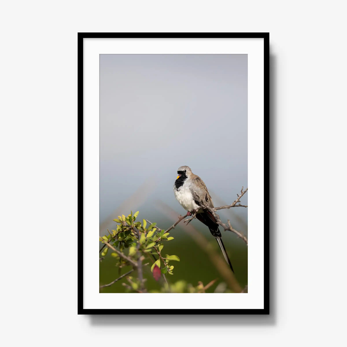Namaqua — gallery / black / mat