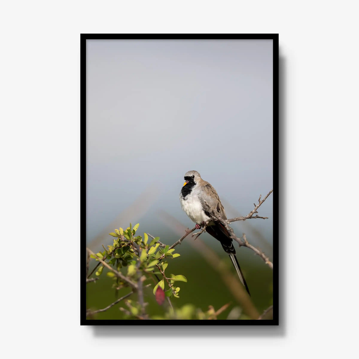 Namaqua — gallery / black / full