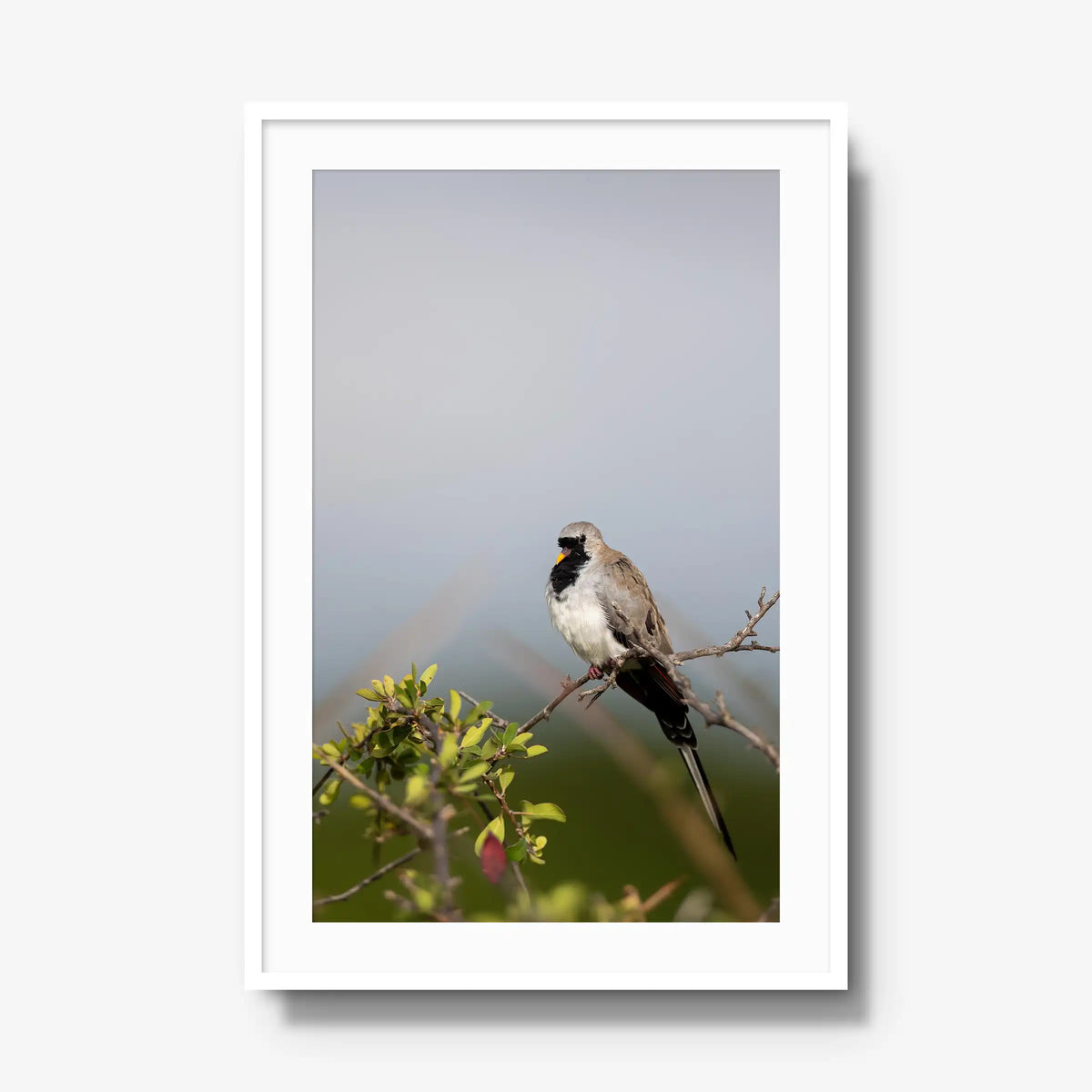 Namaqua — gallery / white / mat