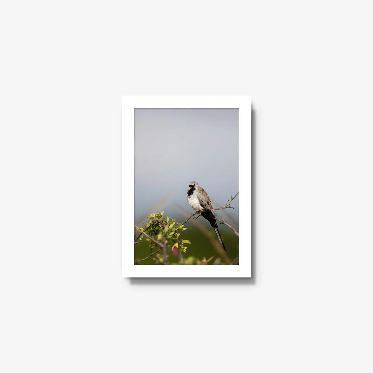 Namaqua — mini / white / full