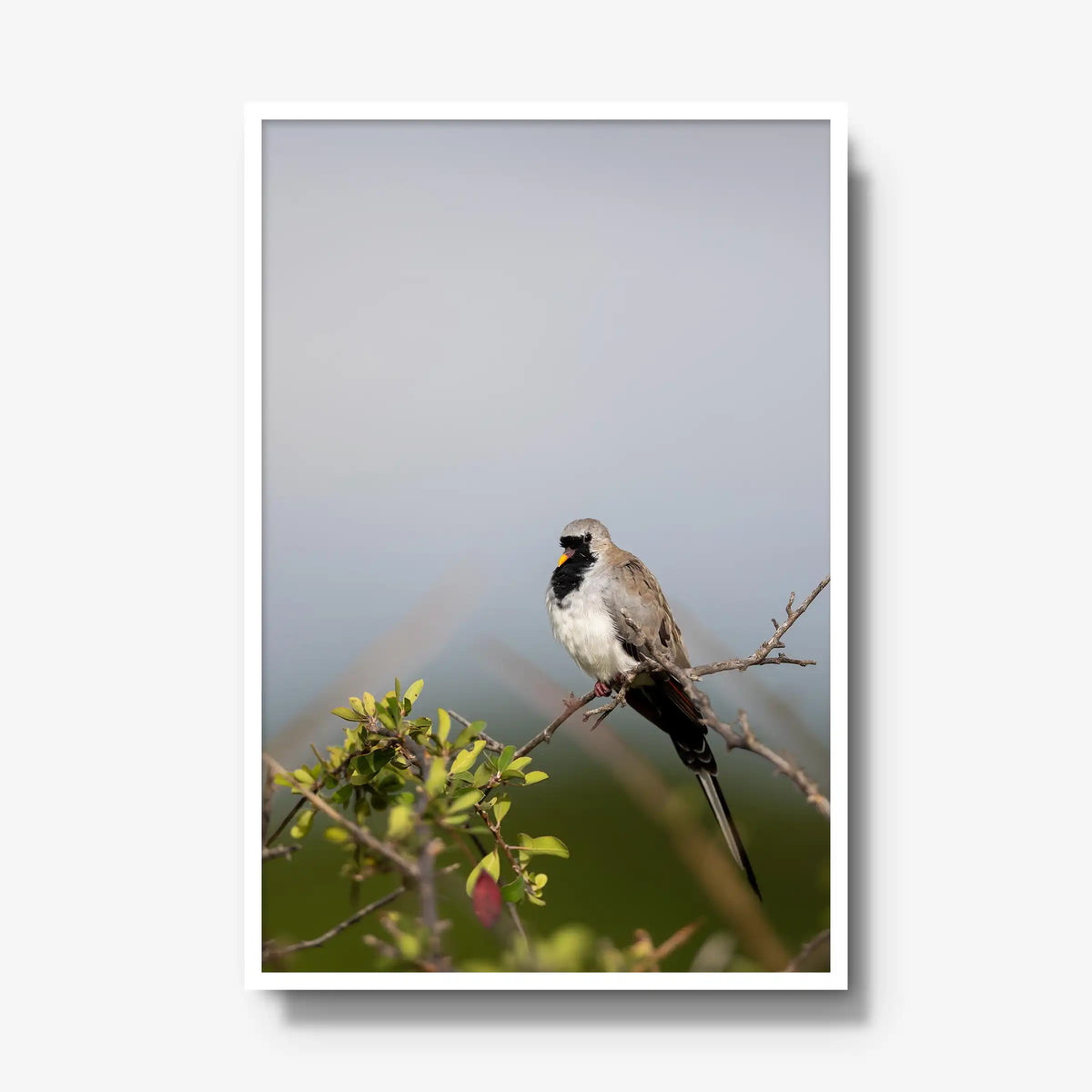 Namaqua — gallery / white / full
