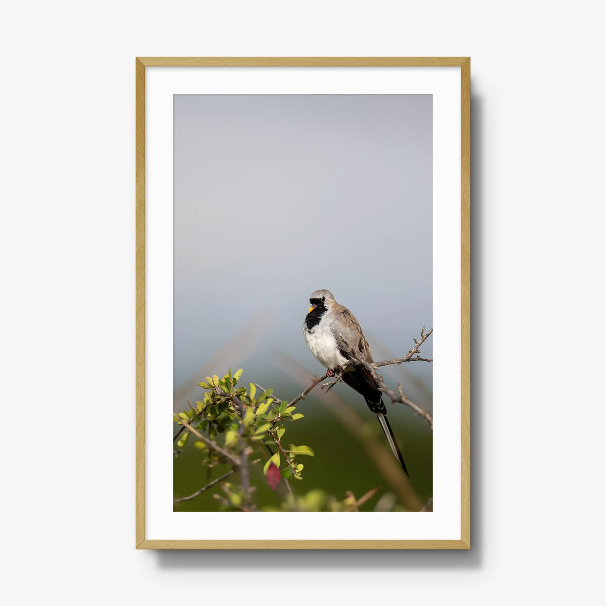 Namaqua — gallery / natural / mat