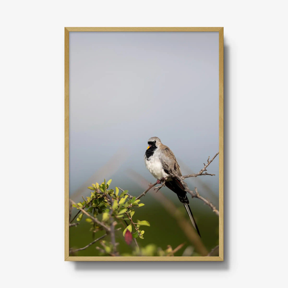 Namaqua — gallery / natural / full