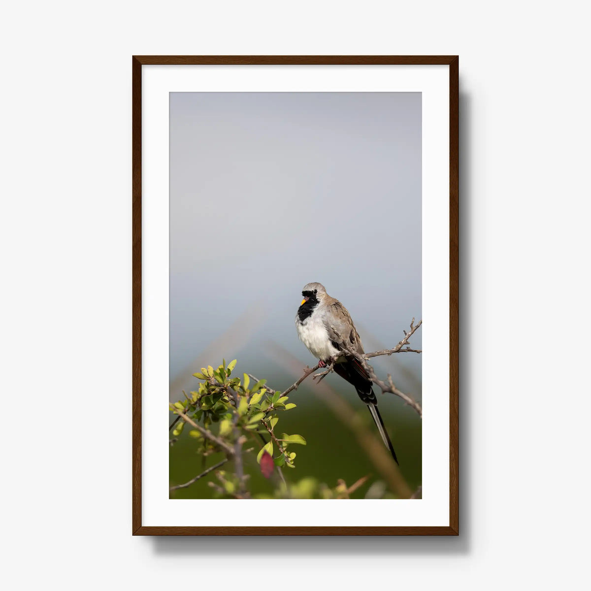 Namaqua — gallery / brown / mat