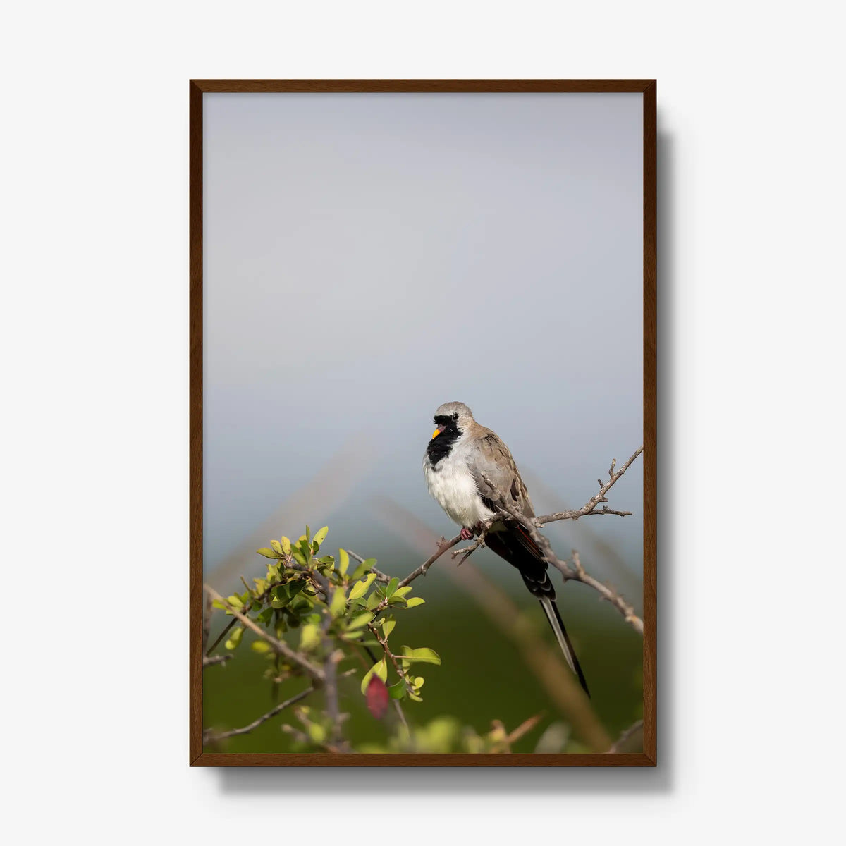 Namaqua — gallery / brown / full