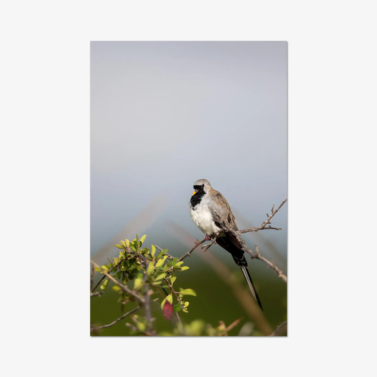 Namaqua — gallery / print / n/a