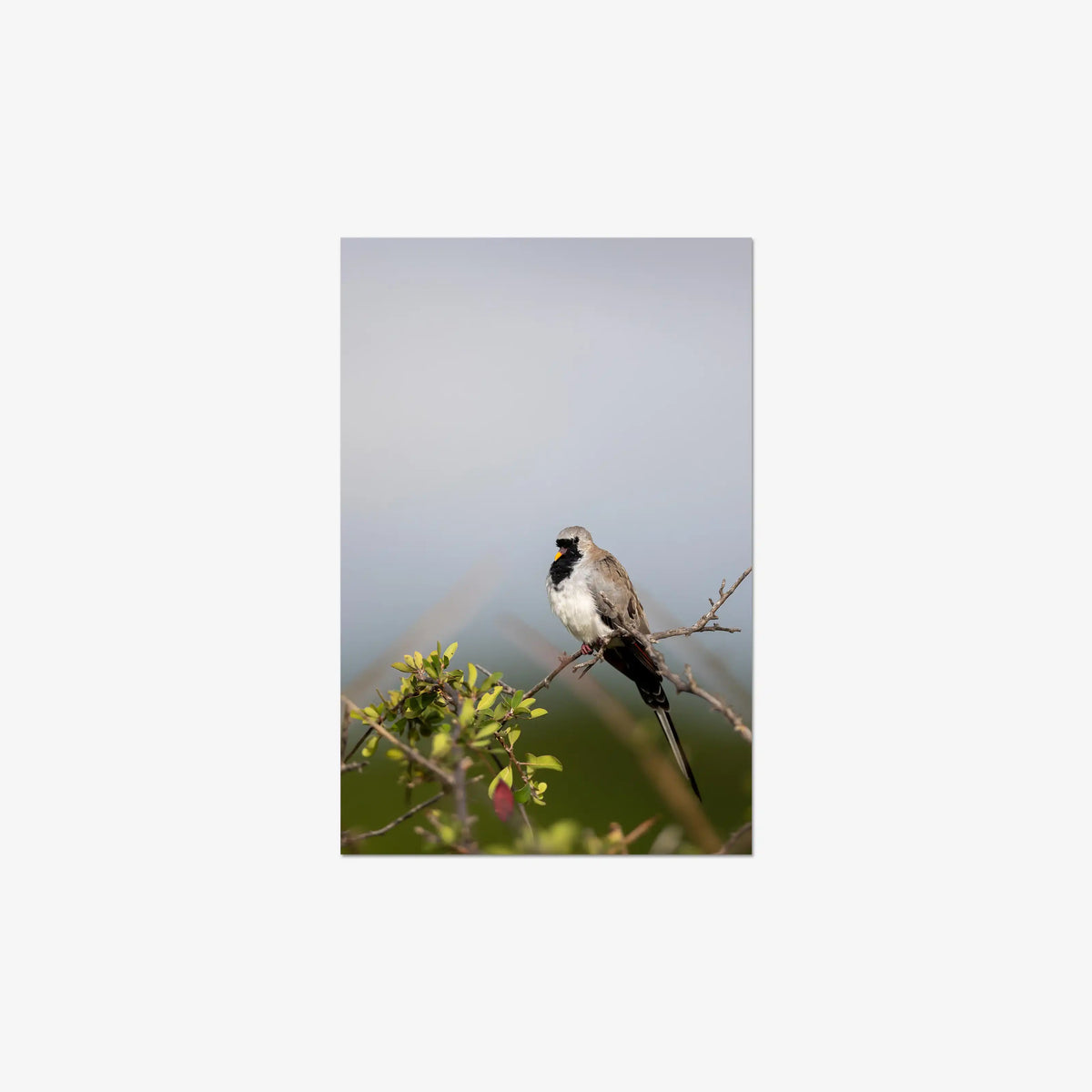 Namaqua — mini / digital / n/a