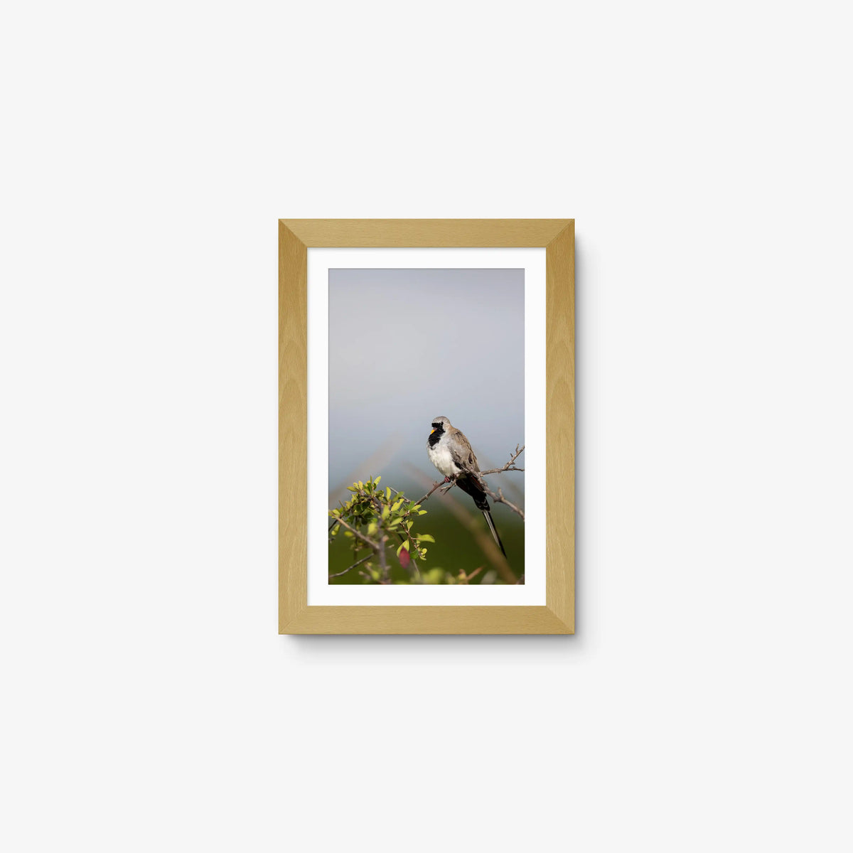Namaqua — mini / natural / mat