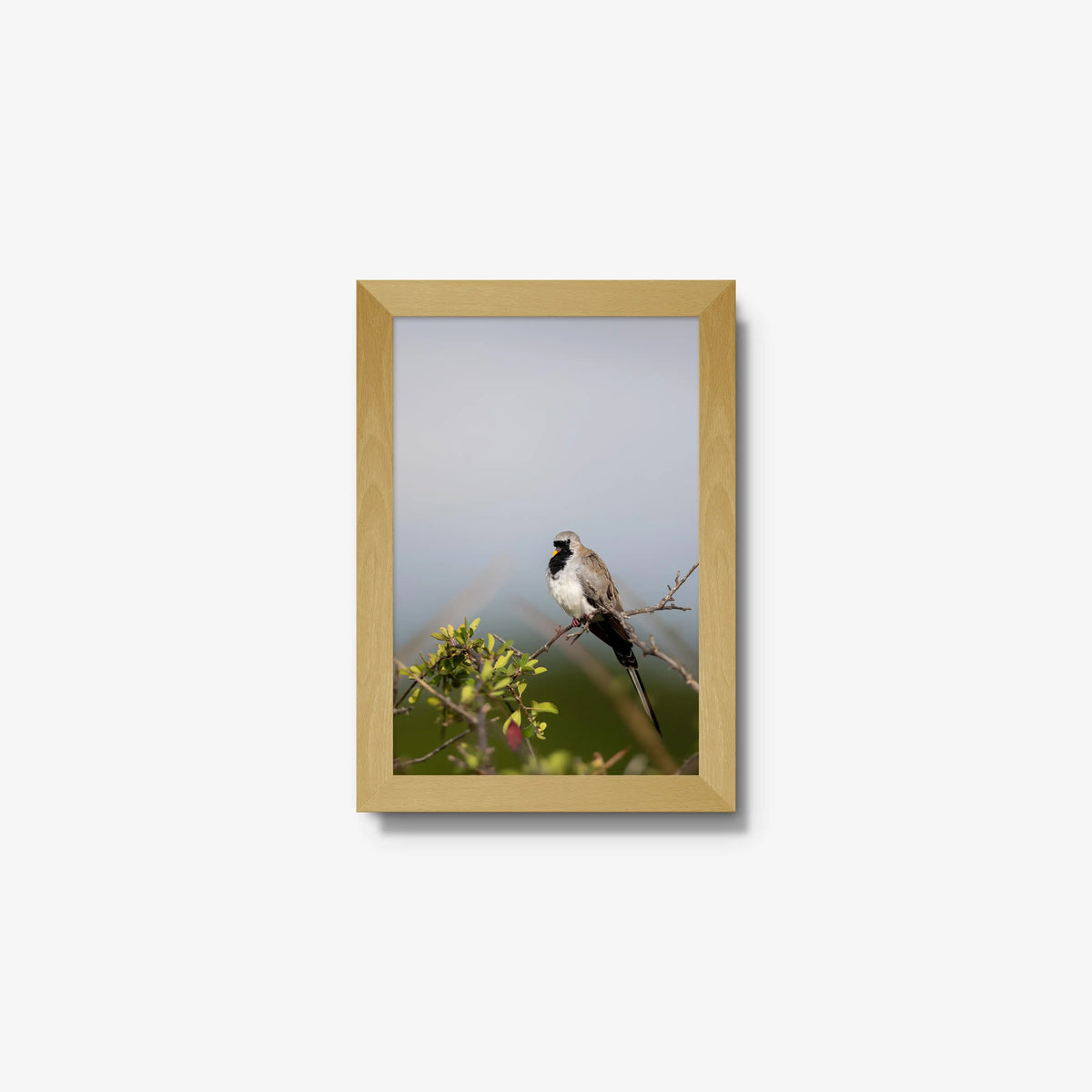 Namaqua — mini / natural / full