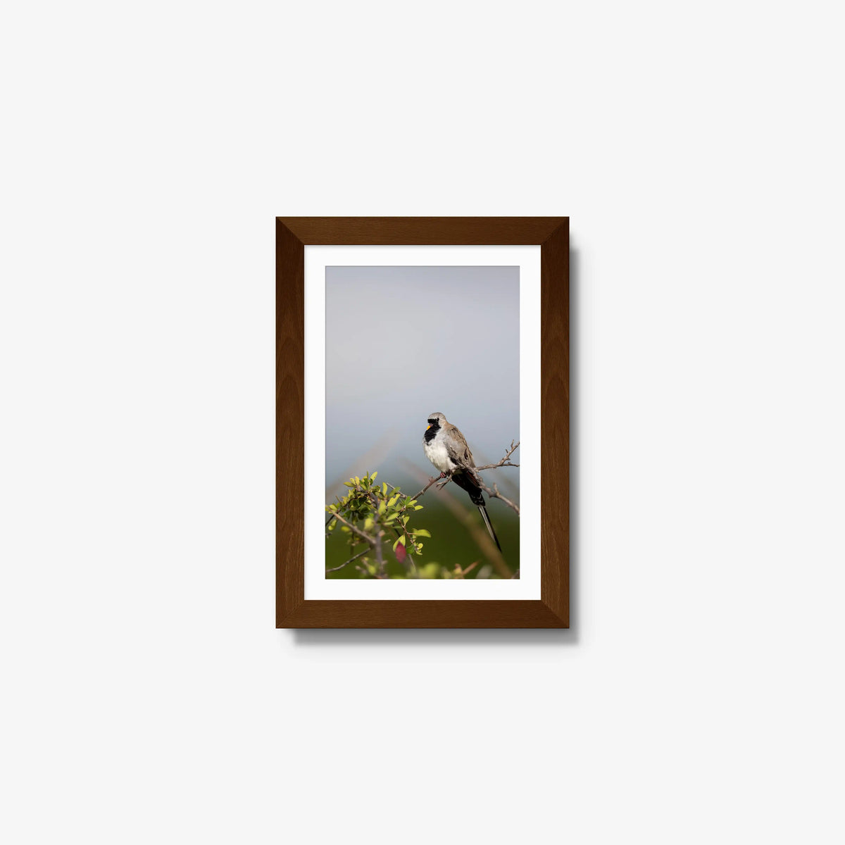 Namaqua — mini / brown / mat