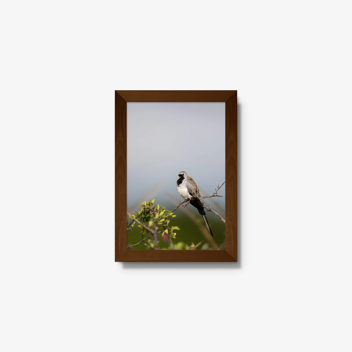 Namaqua — mini / brown / full