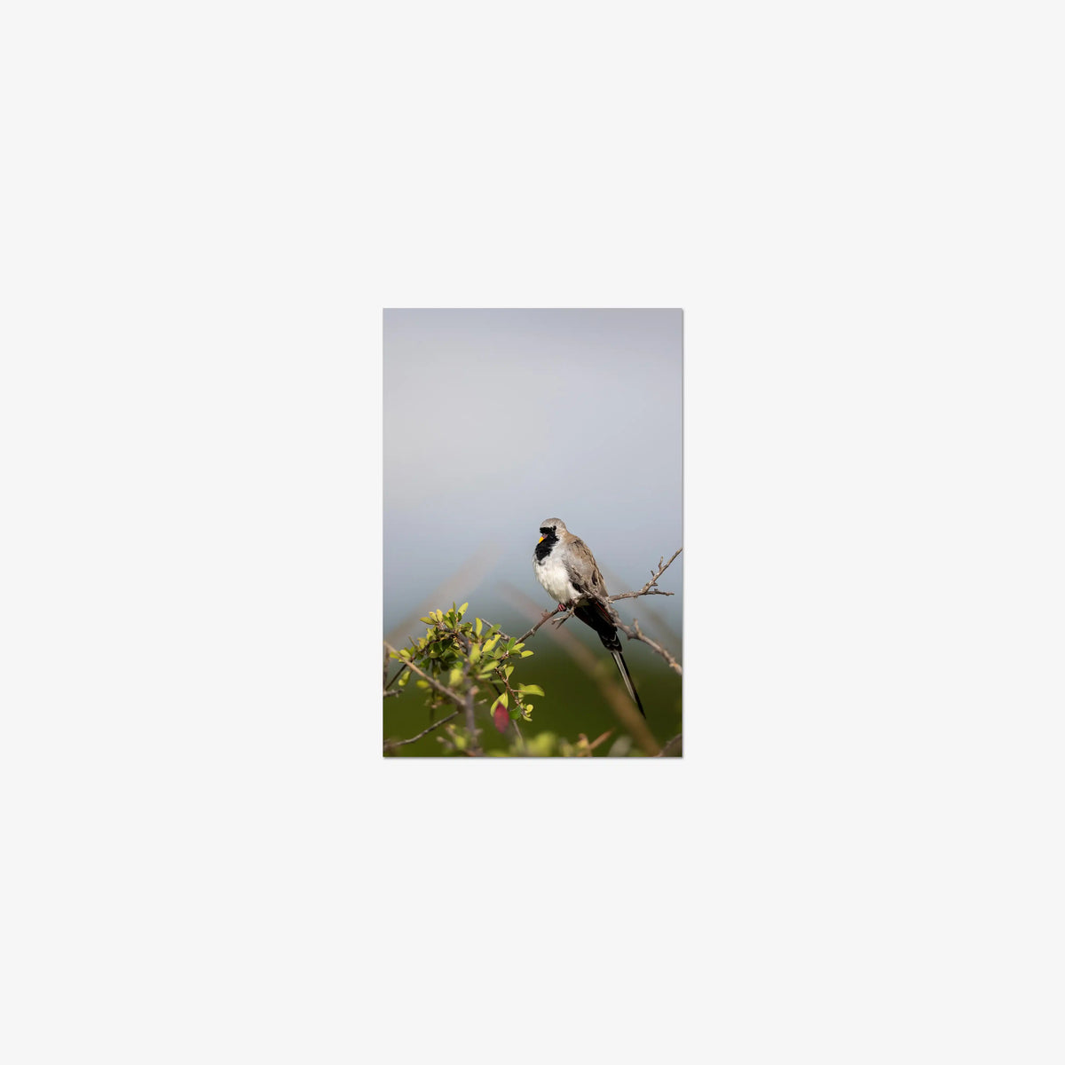 Namaqua — mini / print / n/a