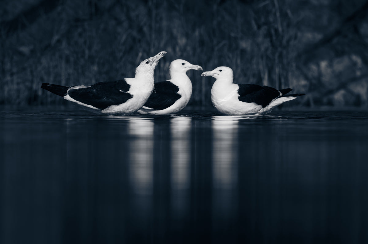Nightwater trio — scroll pan