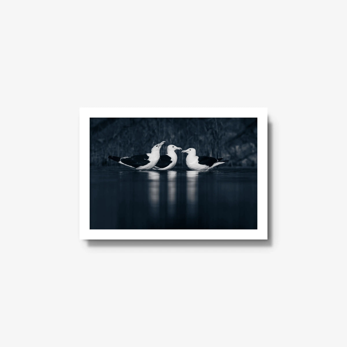 Nightwater trio — small / white / full