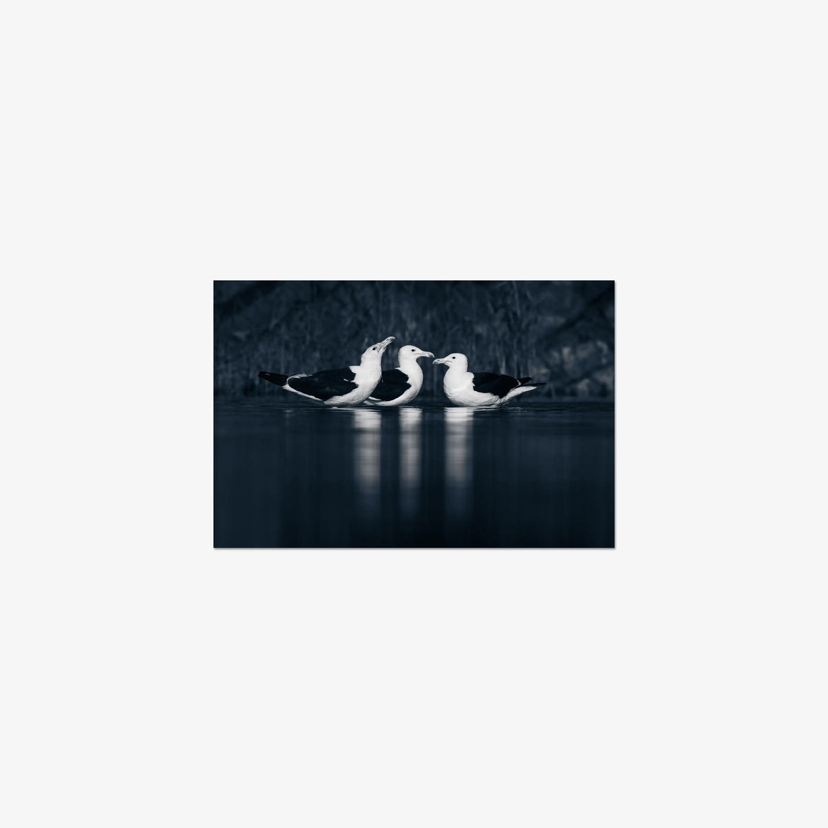 Nightwater trio — small / print / n/a