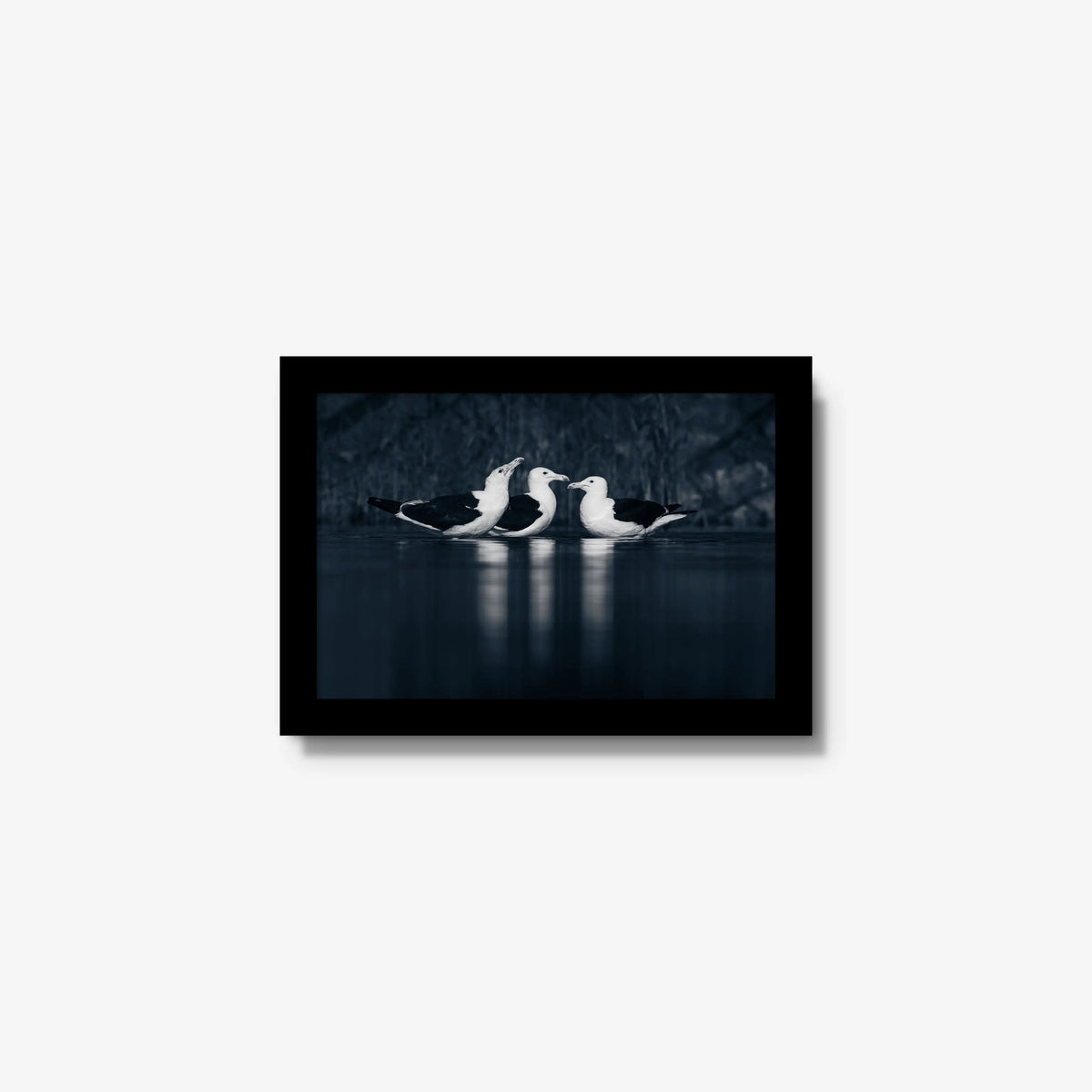 Nightwater trio — mini / black / full