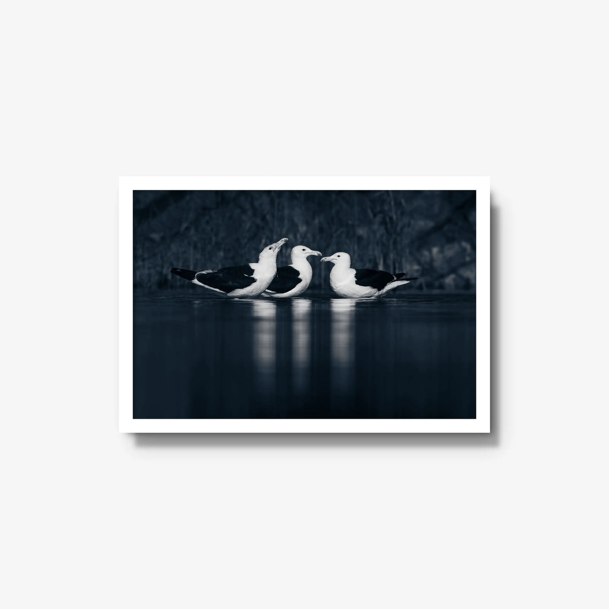 Nightwater trio — medium / white / full