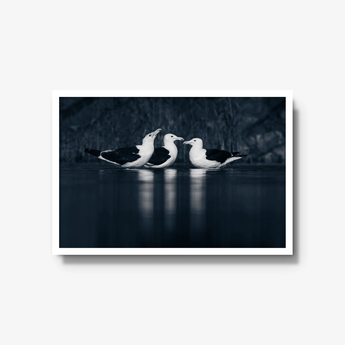 Nightwater trio — large / white / full