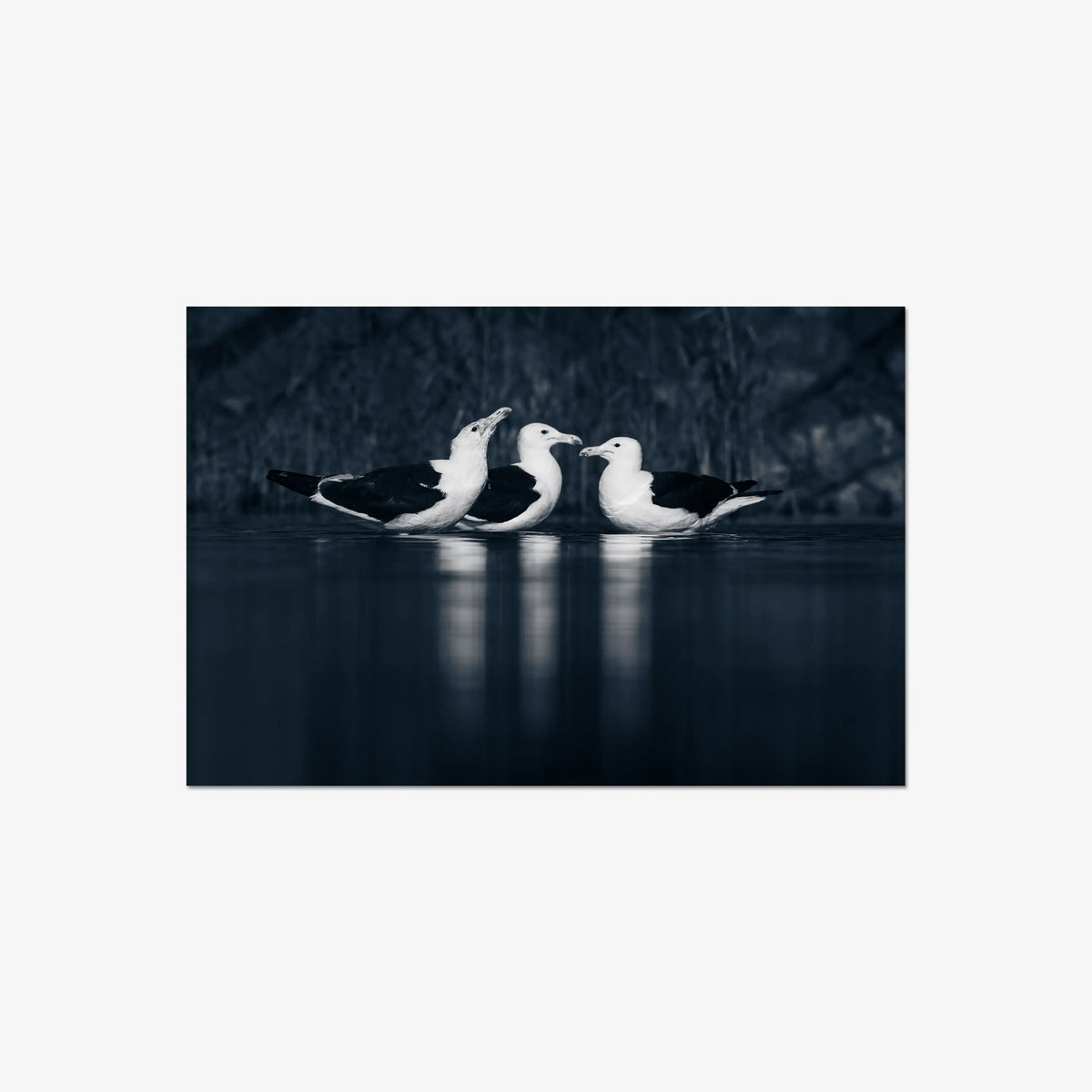 Nightwater trio — large / print / n/a