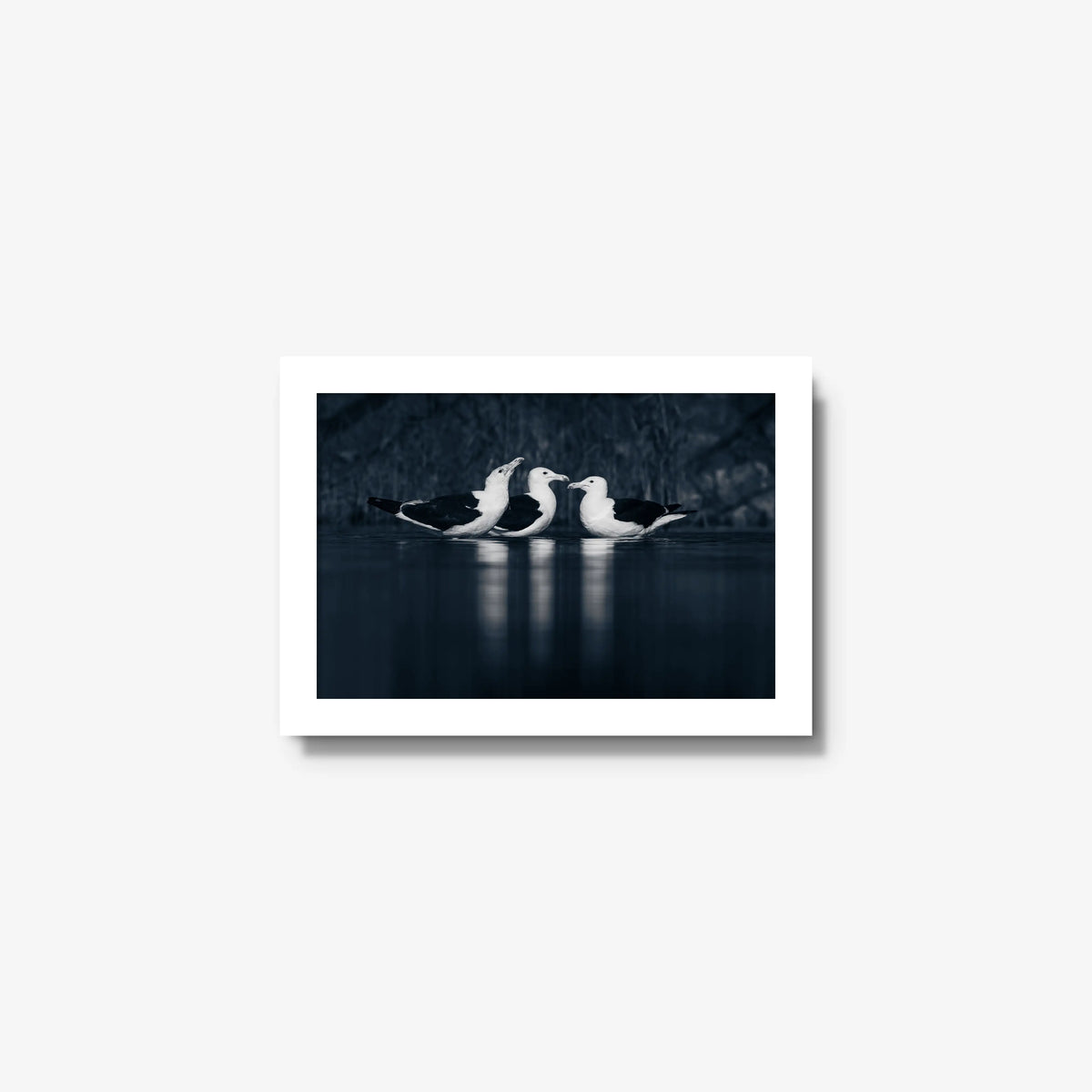Nightwater trio — mini / white / full