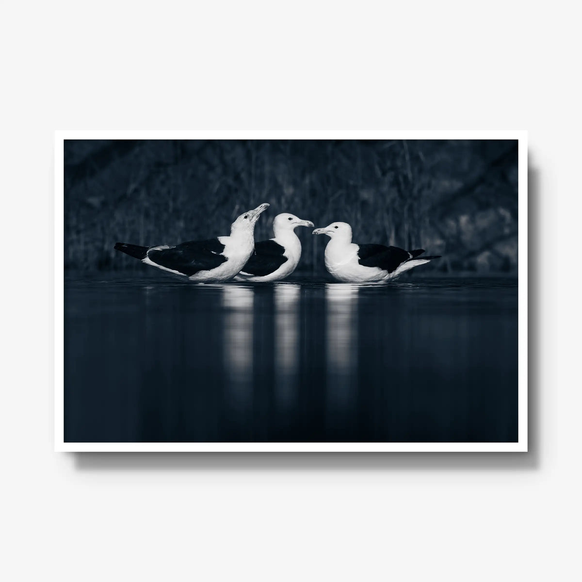 Nightwater trio — gallery / white / full