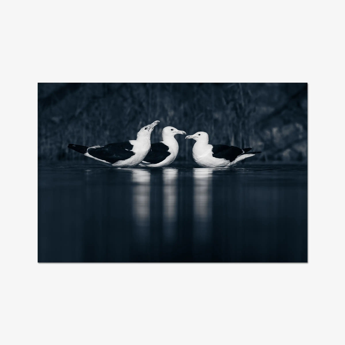 Nightwater trio — gallery / print / n/a