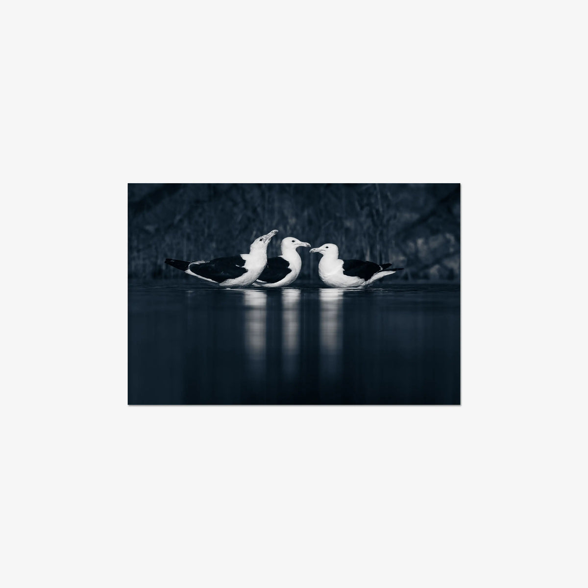 Nightwater trio — mini / digital / n/a