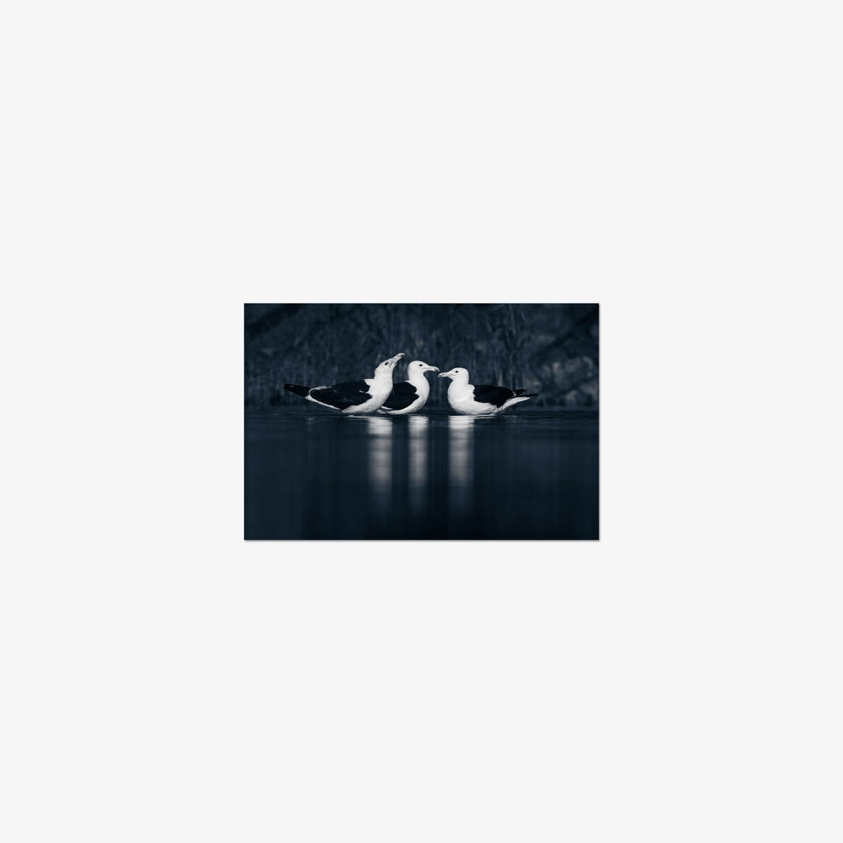Nightwater trio — mini / print / n/a
