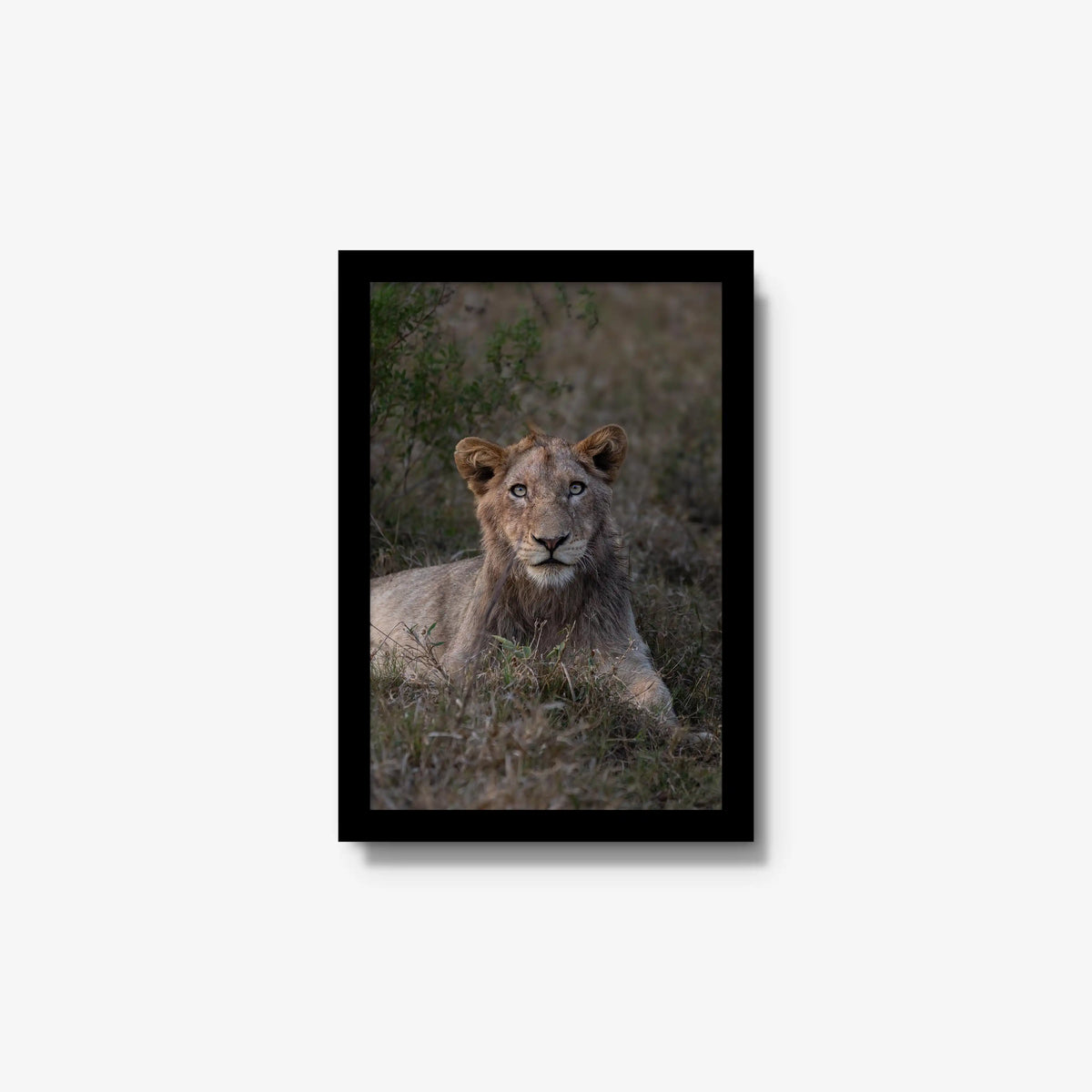 Not Yet a King — small / black / full