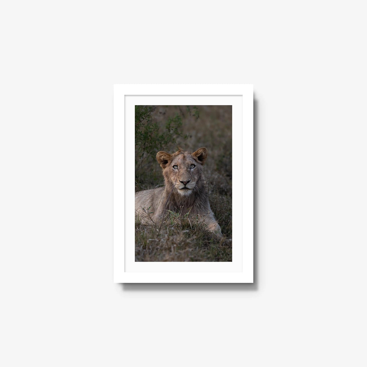 Not Yet a King — small / white / mat