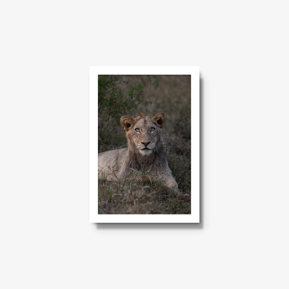 Not Yet a King — small / white / full
