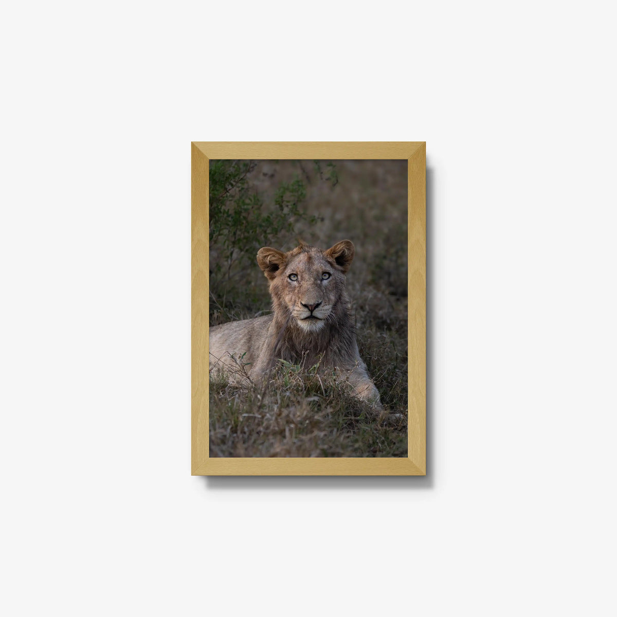 Not Yet a King — small / natural / full