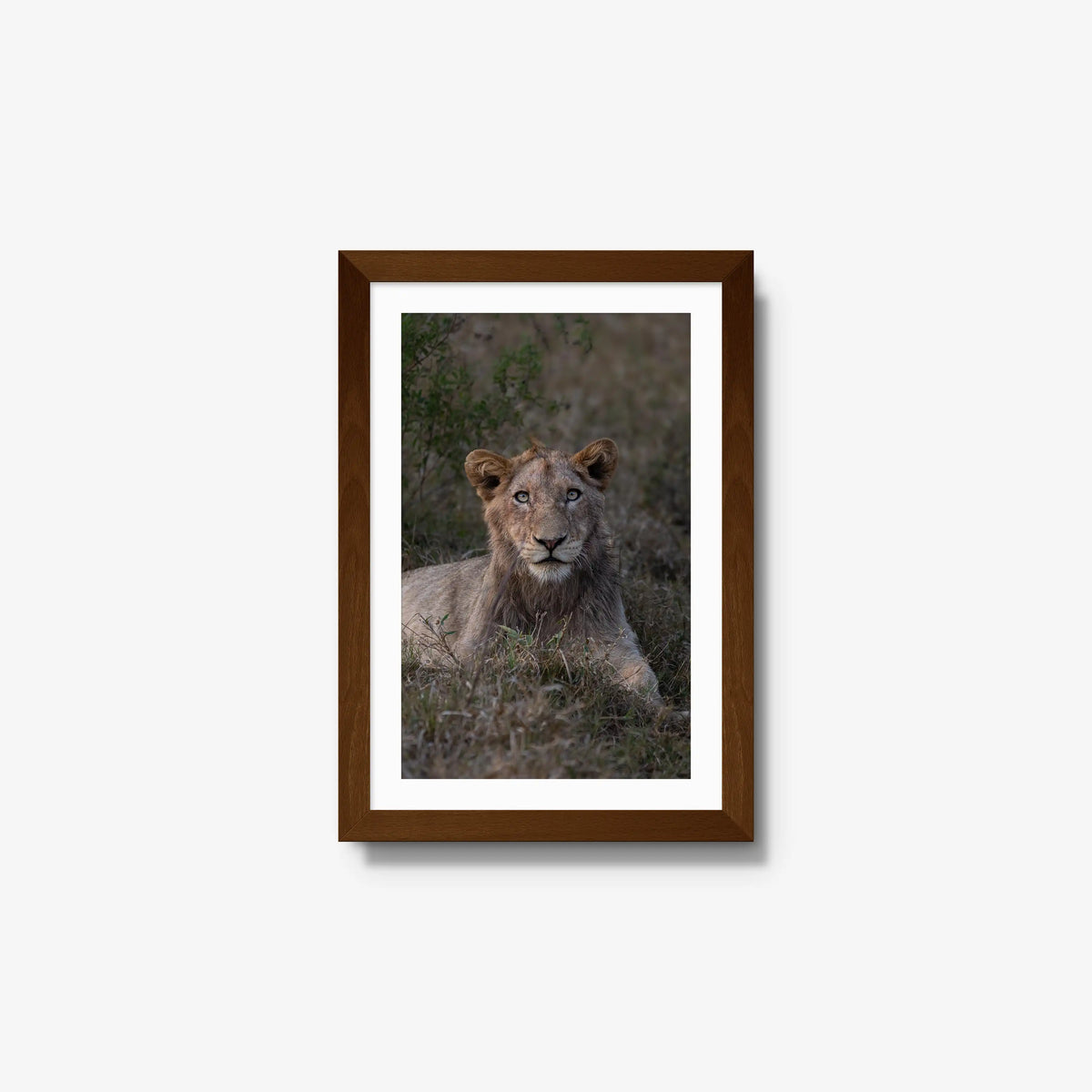 Not Yet a King — small / brown / mat