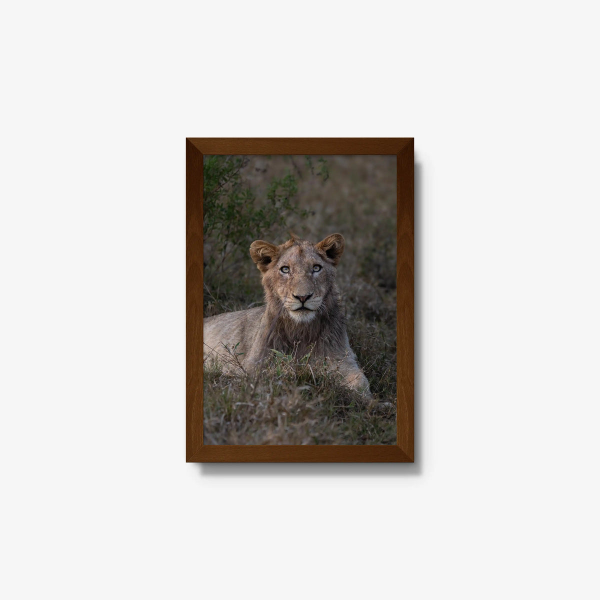 Not Yet a King — small / brown / full
