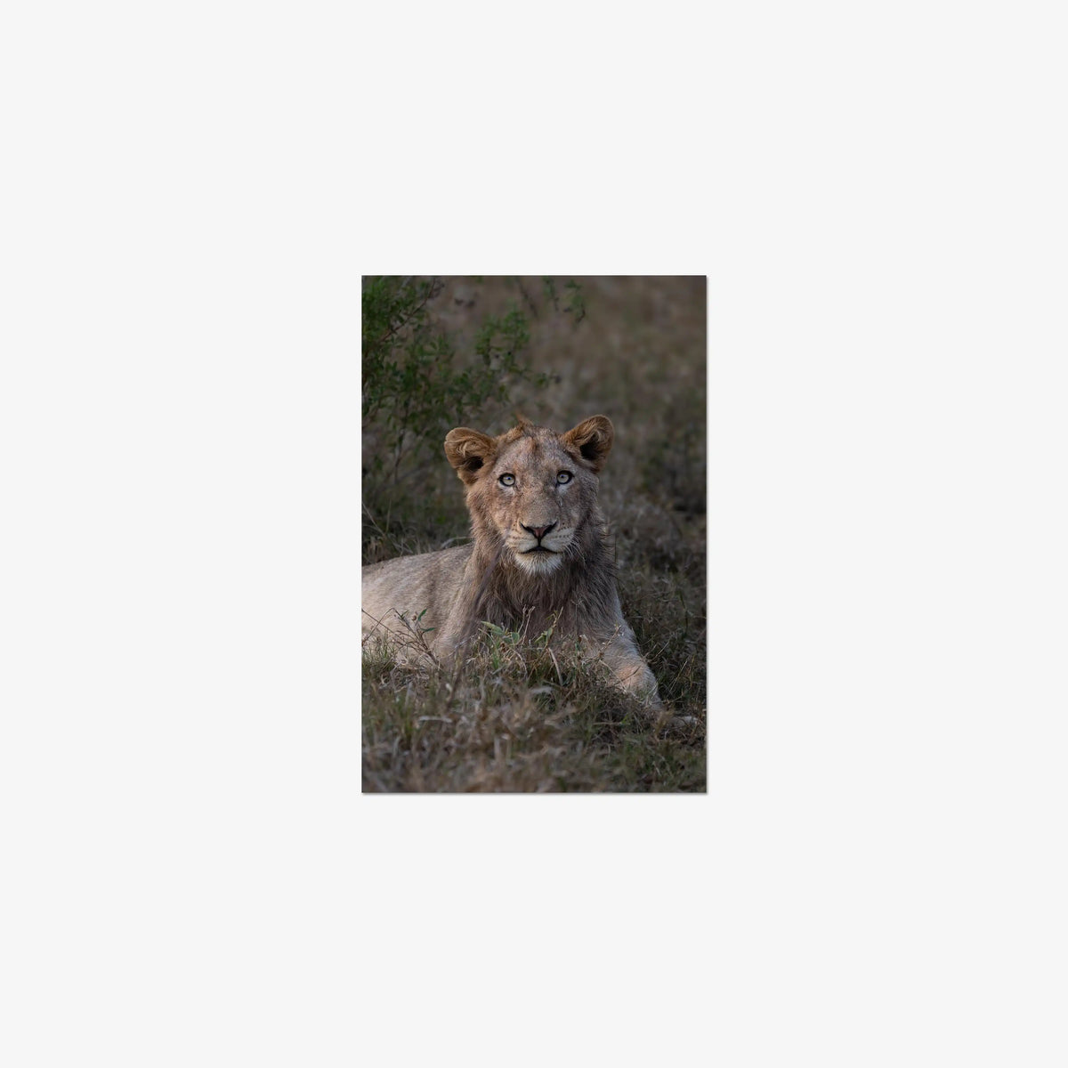 Not Yet a King — small / print / n/a
